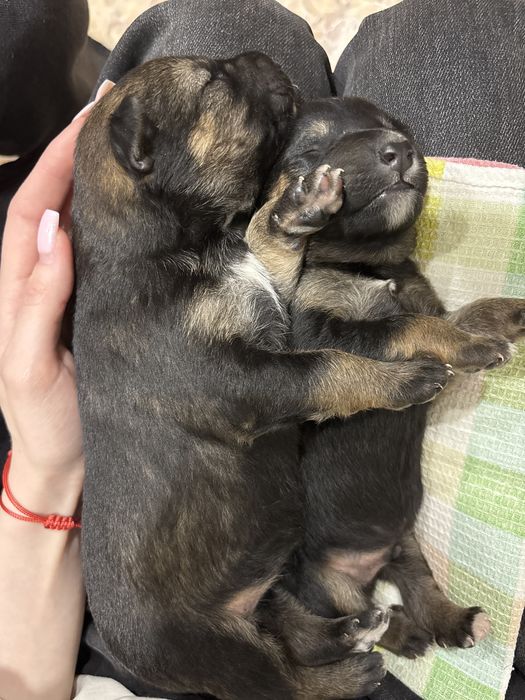 Отдам щенка мальчик и девочка