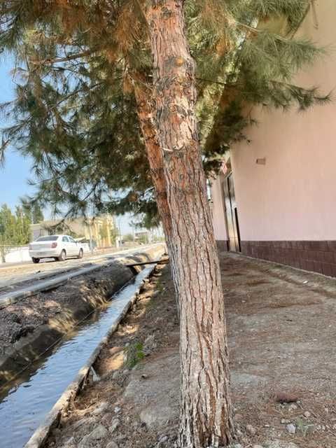 Kim Pen Xva, Tayyor hovli sotiladi, 6 sotix !     金品花 · 出售现成庭院，6亩！