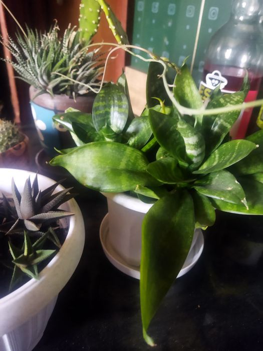 Продам  суккуленты разные