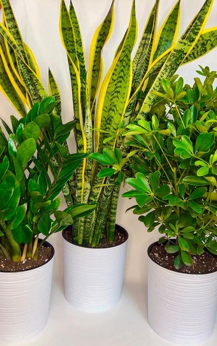 Шеффлера шикарная  70-80 см