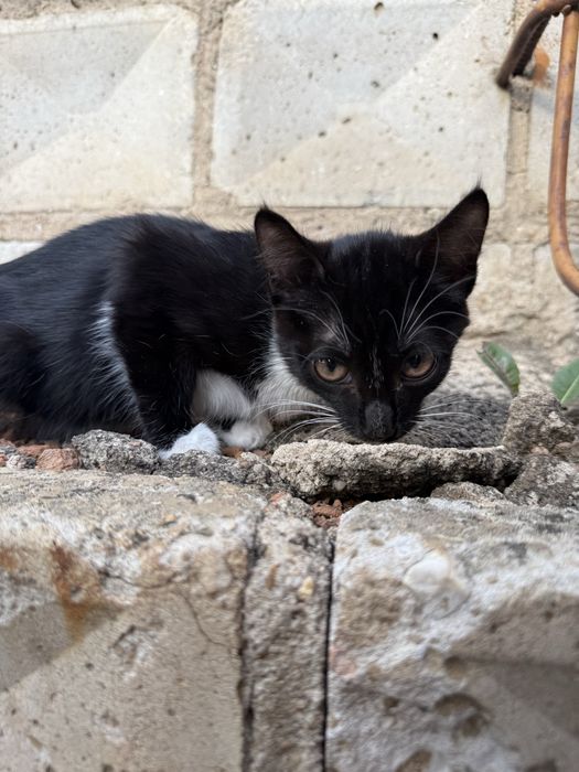 Отдадим Котят в добрые руки