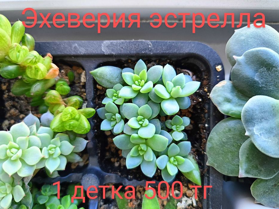 Растения (Суккуленты)