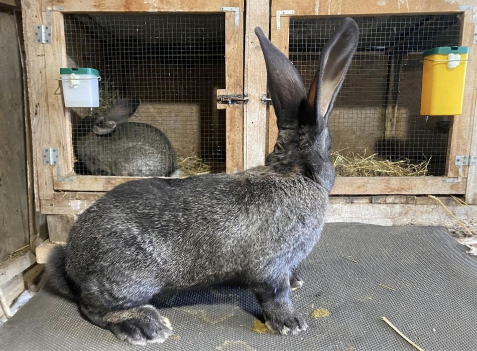 Tineret de urias german vacinati