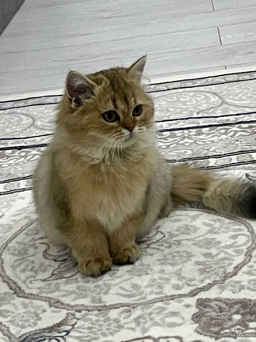 Продаётся Срочно