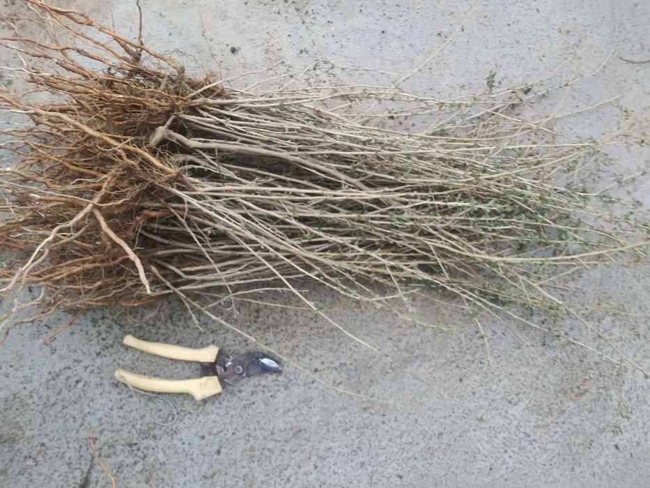 Гожи кўчатлари Ишончли