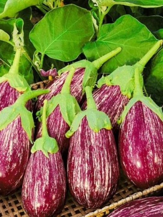 Рассада. Перцев и Баклажан