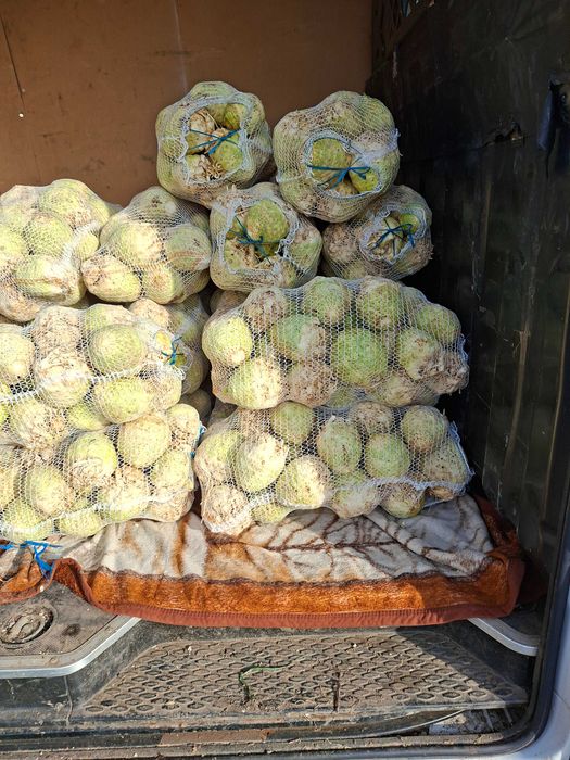 Vând țelină tg frumos