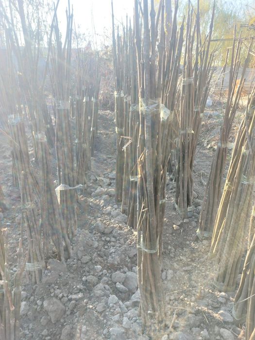 Павлония аксия бошланди! 6000дан павловния!