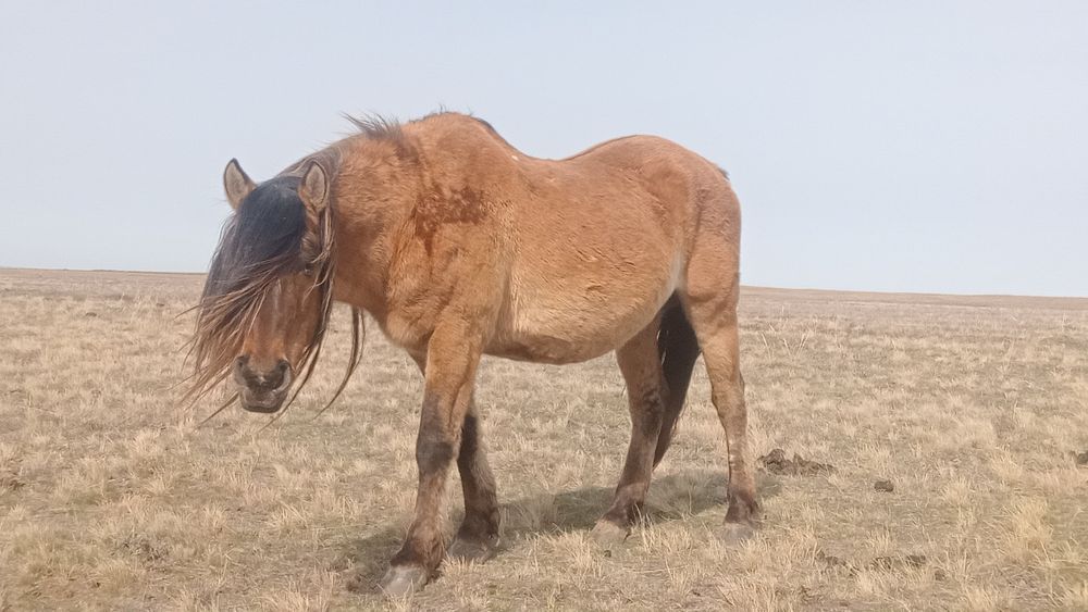 Мз айғыр сатылады