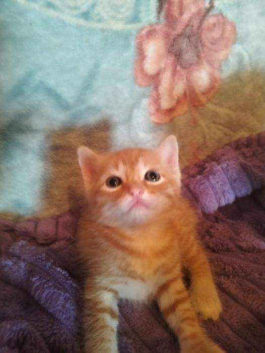 Отдам срочно котят