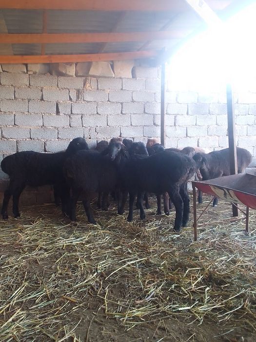 Qoʻzi qoʻchqor bor