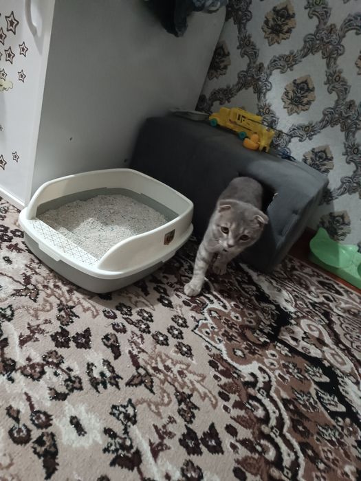 Продаётся кот шотландская вислоухая (Scottish fold)