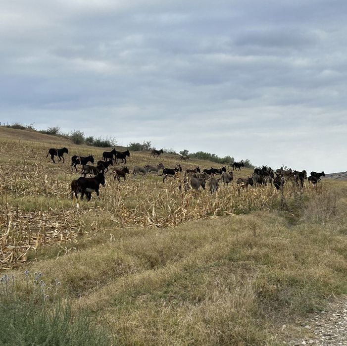 Lapte crud de măgărița!  !!!MULGEM IN PREZENTA DUMNEAVOASTRĂ!!!