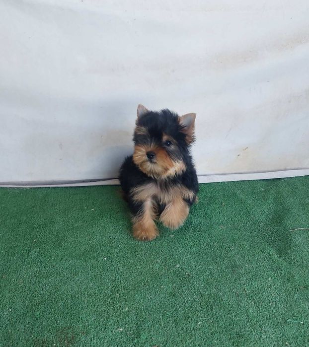 Йоркширски териер