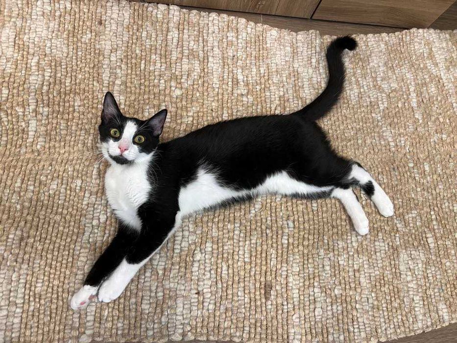 Сладката Елза на  6 месеца търси дом