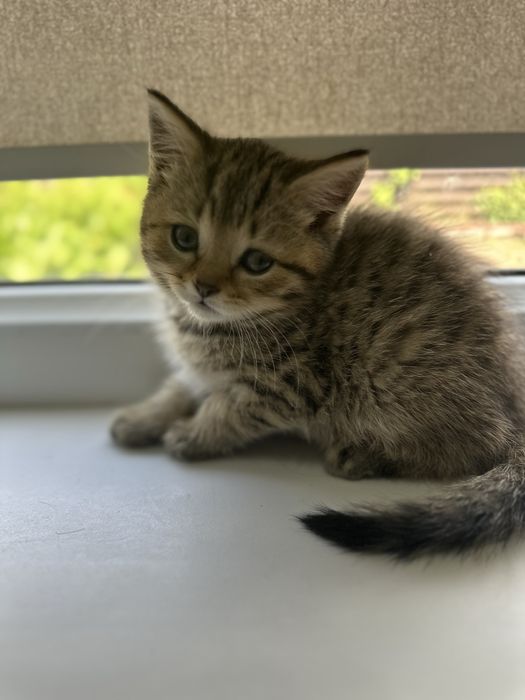 Продам породистых котят
