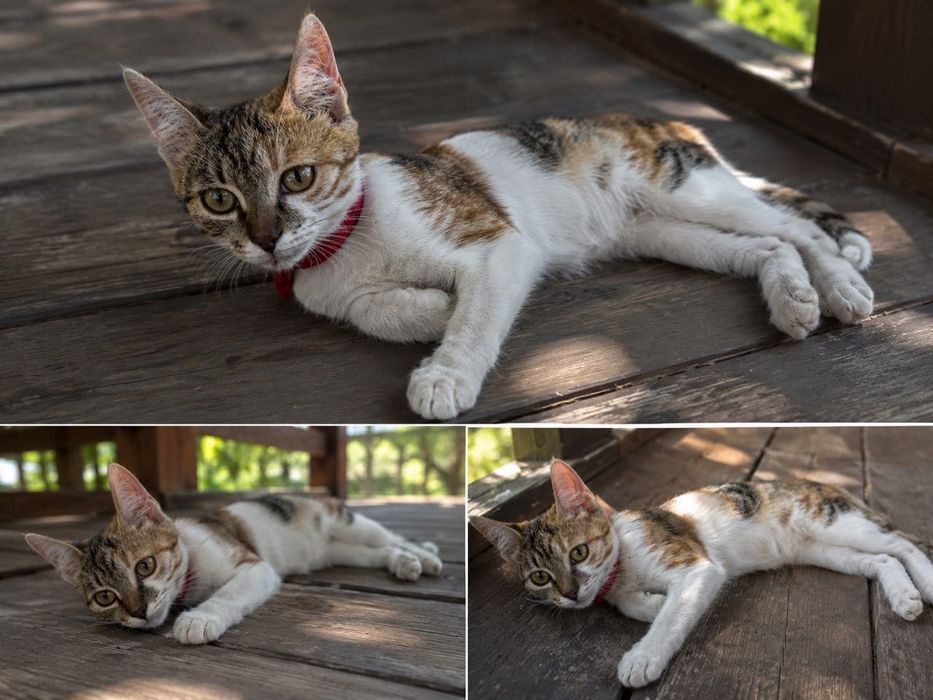 Котята в поисках дома.