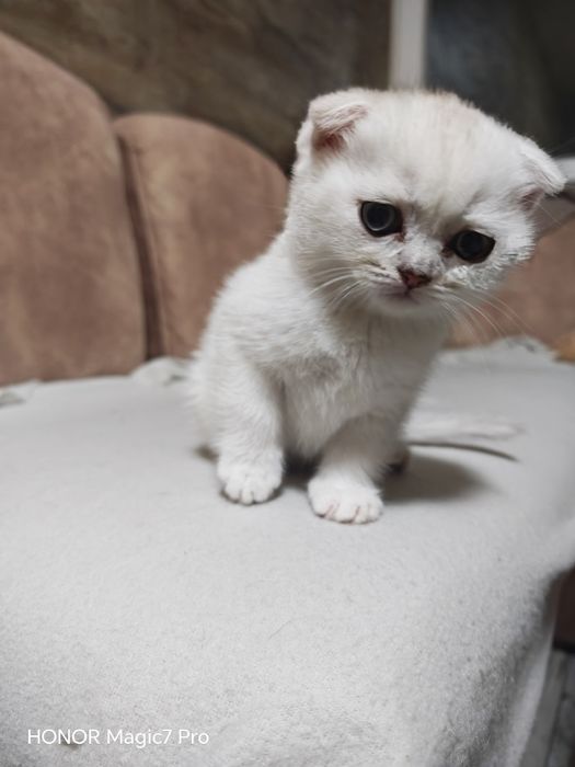 Клепоухи и правоухи сребърни чинчили