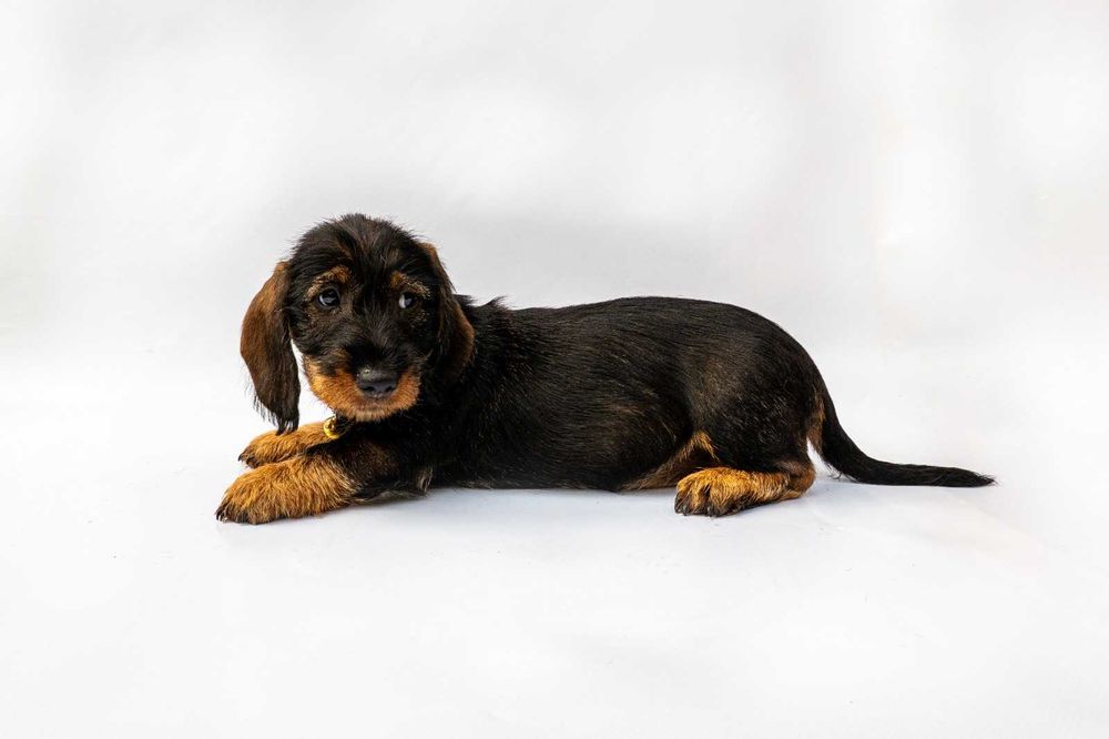 Pui teckel sarmos standard , Pedigree A