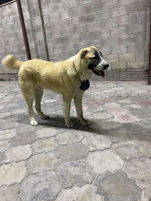 Тобет 8,5месяц алабай