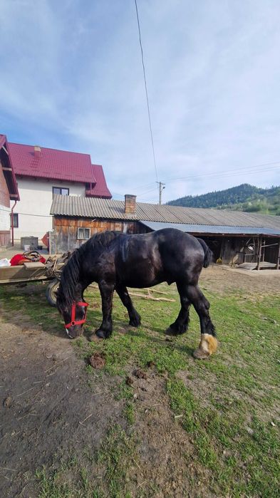 Armasar de 3 ani de vânzare!!