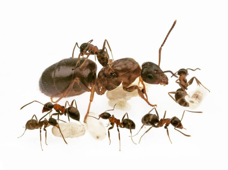 Муравьи разных видов