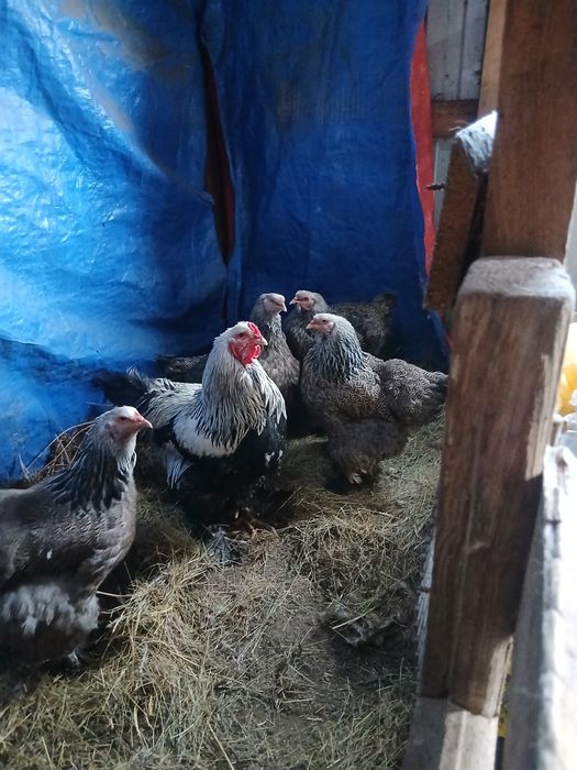 Семейка тёмного брама