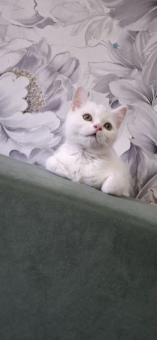 Скоттиш страйт девочка