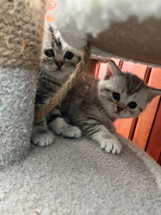 Котята Шотландцы