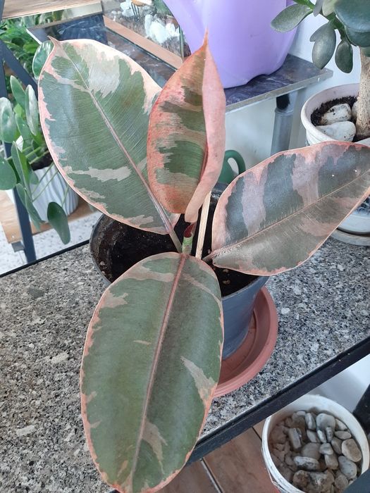 Комнатные растения в ассортименте