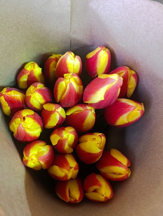 Тюльпаны оптом Алматы  Свежие к 8 Марта