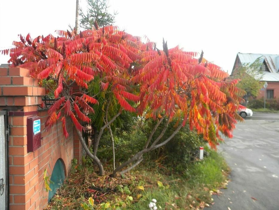 Саженцы дерева Сумах продам
