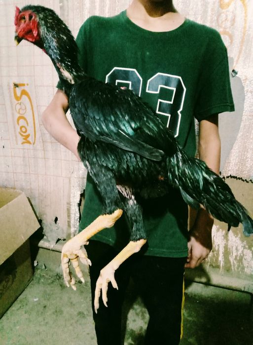 Yerik taylant juja sotiladi