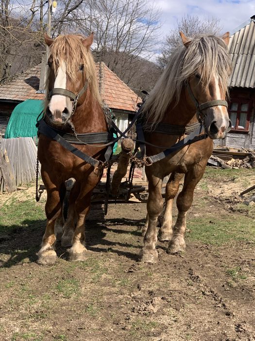 Vand armasarii fitero