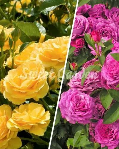 Vand trandafiri cataratori si normali la ghiveci