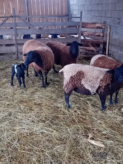 Vând oi jura gestante