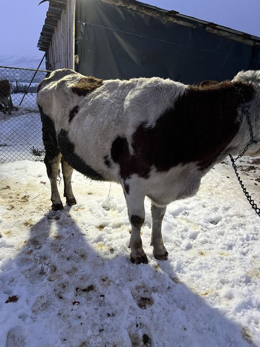 De vanzare vaca de 3 ani