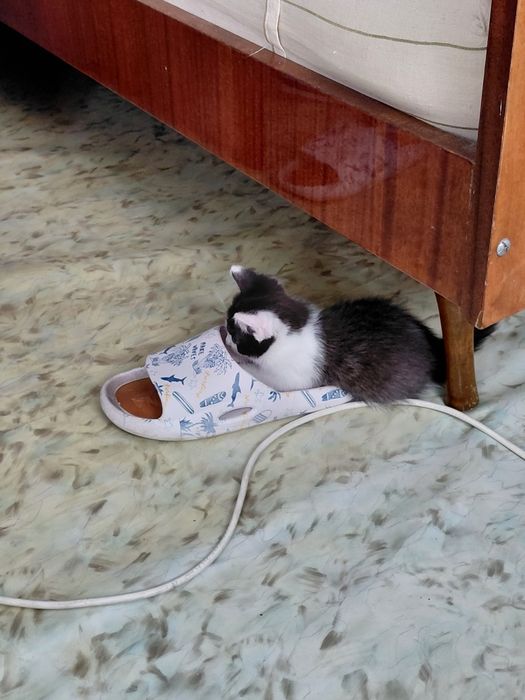 Отдам котят в хорошие руки