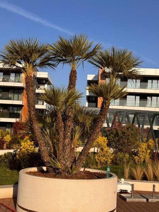 Palmieri rezistenti la frig aclimatizati livrare, plantare toata tara