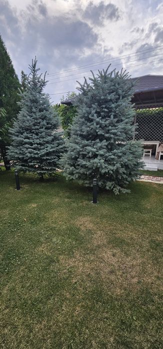 Голубые ели Кыргызстанские