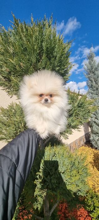 Померан мини мини