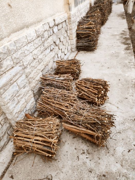 Тайор Шох ўтин 71 та  боғ