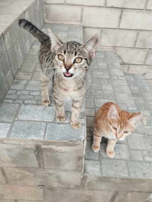 Отдам котят в добрые руки