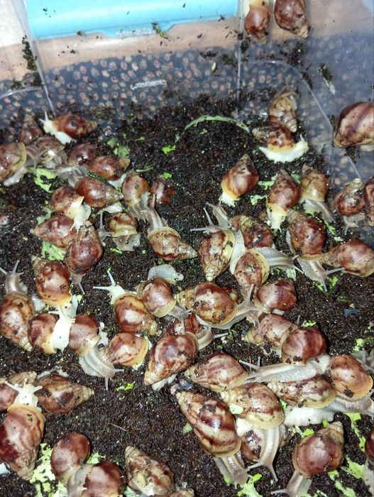 Юз терапияси учун Улиткалар