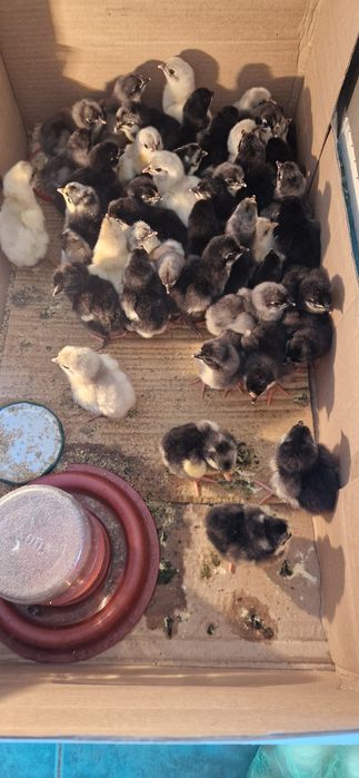 GEGANT Jersiy jojalari