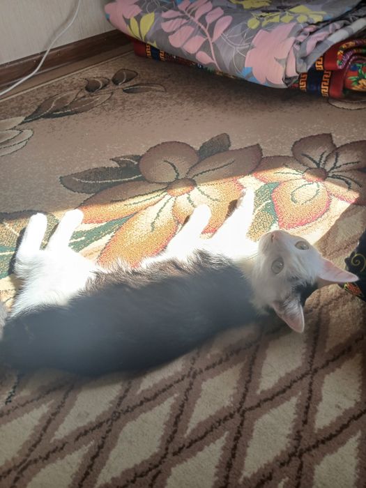 Котик отдам в хорошие руки