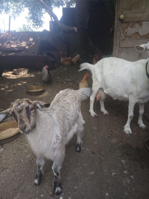 Коза 4 месяца комолая