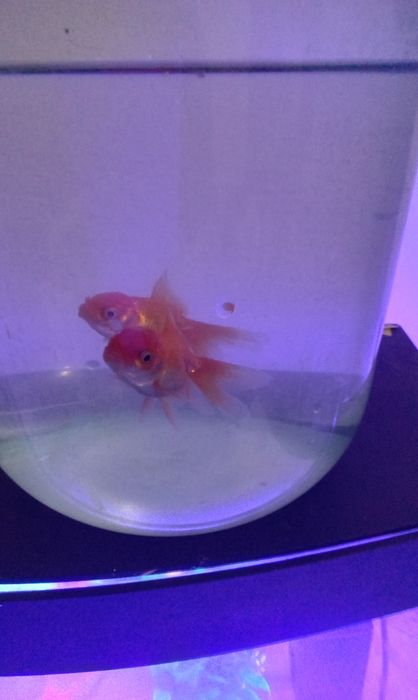 Акфоруюм сотилади янги олинган 2 баликчасини текинга кушиб бераман