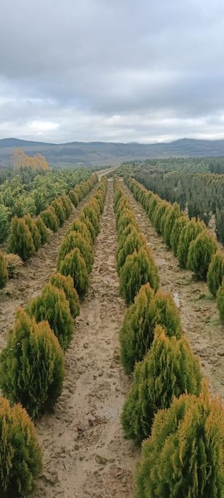 Brazi proaspeți bogați selectați din pepinieră