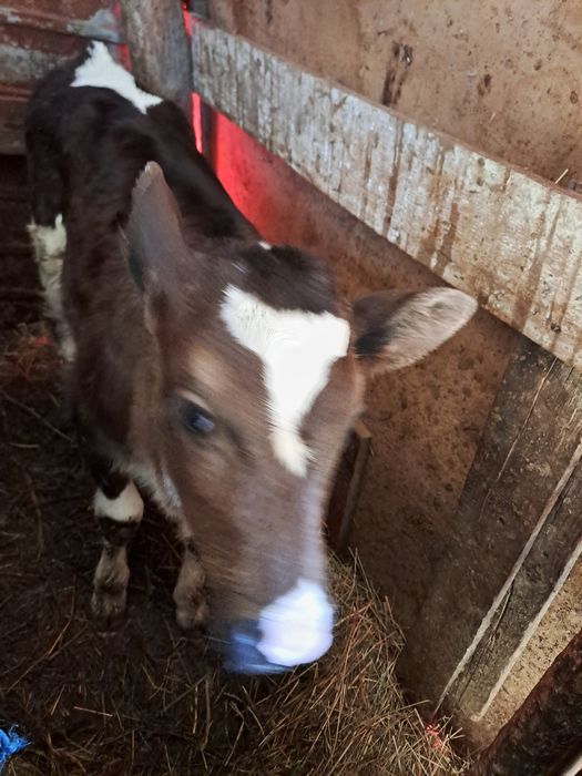 Vand vitea varsta o luna rasa holstein